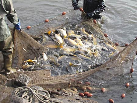 Abfischen von Karpfenteich