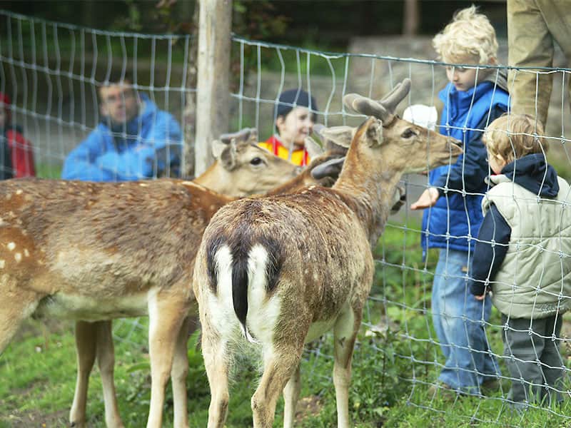 Wildgehege in Moritzburg – eine Gruppe von Kindern füttert das junge Reh